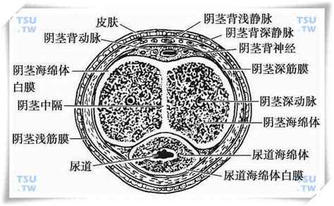 男性阴茎|人類陰莖